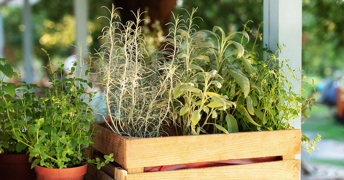 herb plants outdoors on a blacony